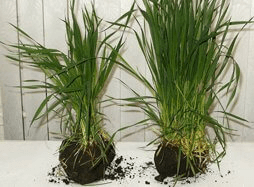 Гумат: Стимуляция роста и развития растений