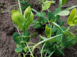 Гумат  : Помогает растению снять стресс от гербицидов, фунгицидов, инсектицидов